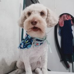 Clinica Veterinaria Patas Y Aletas