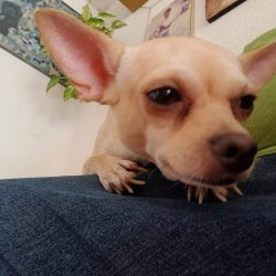 Negocio Clínica Veterinaria Rangel