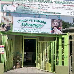 Clínica Veterinaria Shaggy