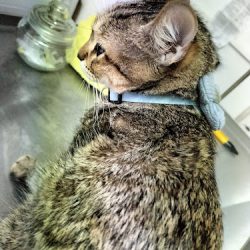 Negocio ClÍnica Veterinaria Una Caricia Para Tu Mascota