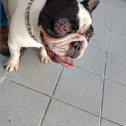 Clinica Veterinaria Vet Pet