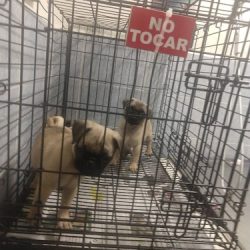 ClÍnica Veterinaria "von-calo"