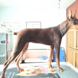 Clínica Veterinaria Von Landros