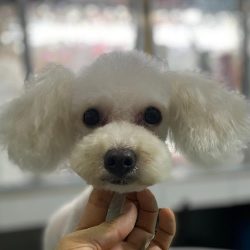 Clínica Veterinario Duron's