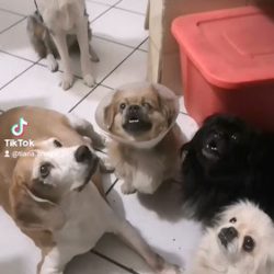 Clinica Y Boutique Canina "alf"