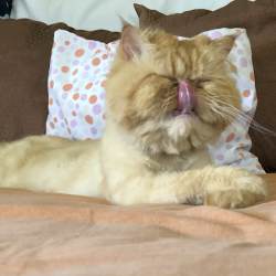 Negocio Consultorio Veterinario Aaron Ake