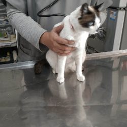 Consultorio Veterinario Barbas