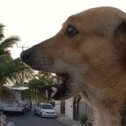 Consultorio Veterinario