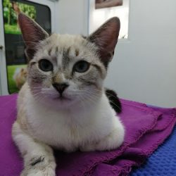 Consultorio Veterinario "nefi"