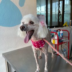 Negocio Consultorio Veterinario Salchi-vet.