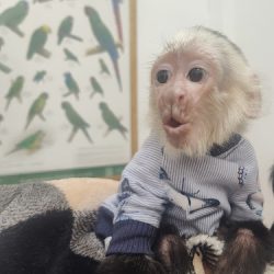 Cvm Exotic Pets Center