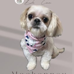 Negocio Dr. Can Centro Veterinario