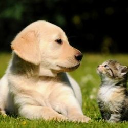 Negocio Dr. Cota Veterinario