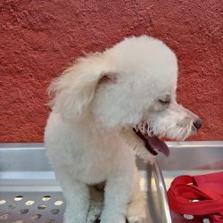 Especialidades Veterinarias