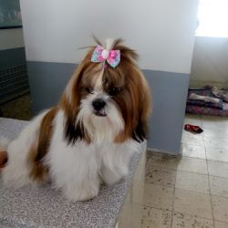 Negocio Estética Canina Happy Puppy
