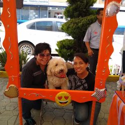 Estetica Canina Nice Pet