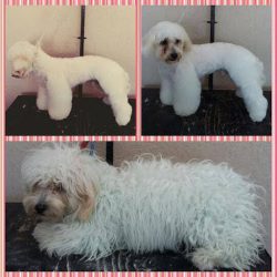 Estetica Canina Perro Wash