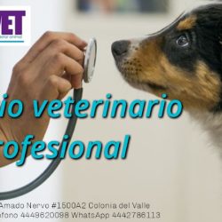 Etovet Clínica Veterinaria Y Spa De Mascotas