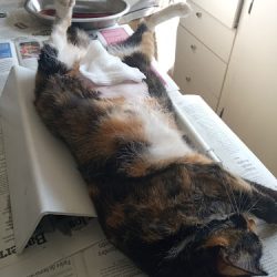 Negocio Farmacia Veterinaria El Rodeo