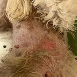 Farmacia Veterinaria, Estética Canina Y Hotel Para Mascotas Palomino