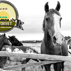 Forrajes El Sinaloense