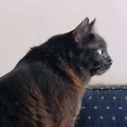 Gabinete Veterinaria