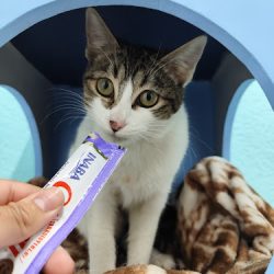 Haku Clínica Veterinaria