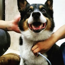 Holivet Clínica Holística Veterinaria