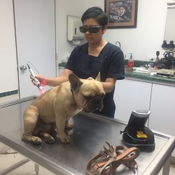 Hospetal Veterinario