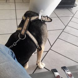 Hospital Universitario De Enseñanza Veterinaria