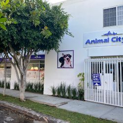Negocio Hospital Veterinario Animal Cityvet