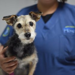 Hospital Veterinario Animal Home Pedregal 24 Horas