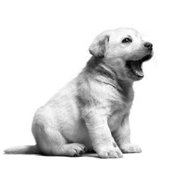 Hospital Veterinario Asis