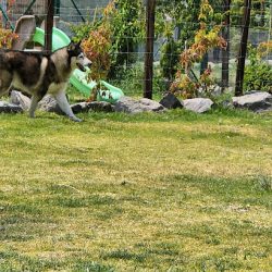 Negocio Hospital Veterinario Asis La Paz