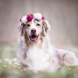 Hospital Veterinario Balam Ags.