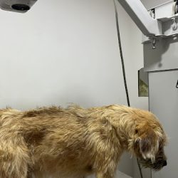 Hospital Veterinario Camcor