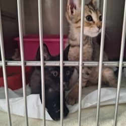 Hospital Veterinario Del Valle24hr