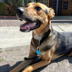 Hospital Veterinario Dr. Cardona Suc. Aguilas - Santa Fe