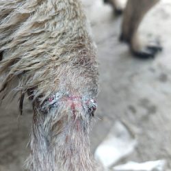 Hospital Veterinario