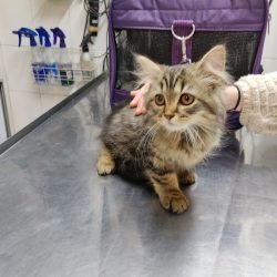 Negocio Hospital Veterinario M Del C