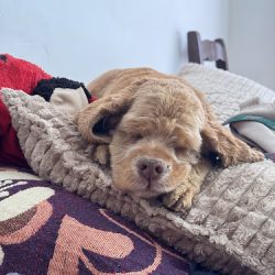 Hospital Veterinario Mirador