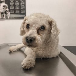 Hospital Veterinario Mr. Dog