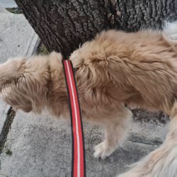 Hospital Veterinario Mvz Onesimo Fernandez