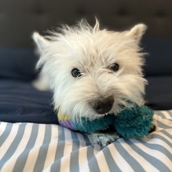 Hospital Veterinario Narvarte