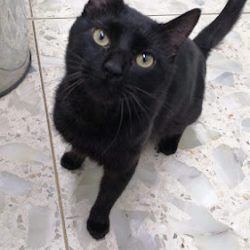 Hospital Veterinario Palo Verde