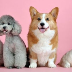 Hospital Veterinario Zuu