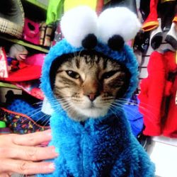 Huesitos Consultorio Veterinario