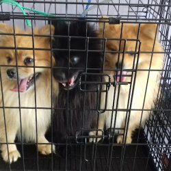 Koinu Clínica & Estetica Veterinaria