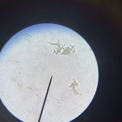 La Casa De P Rita Consultas Veterinarias