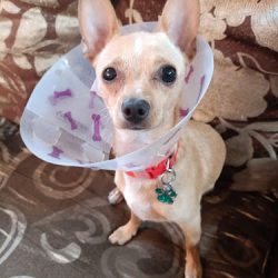 Negocio Medical Pets Clínica Avanzada Prados Agua Azul